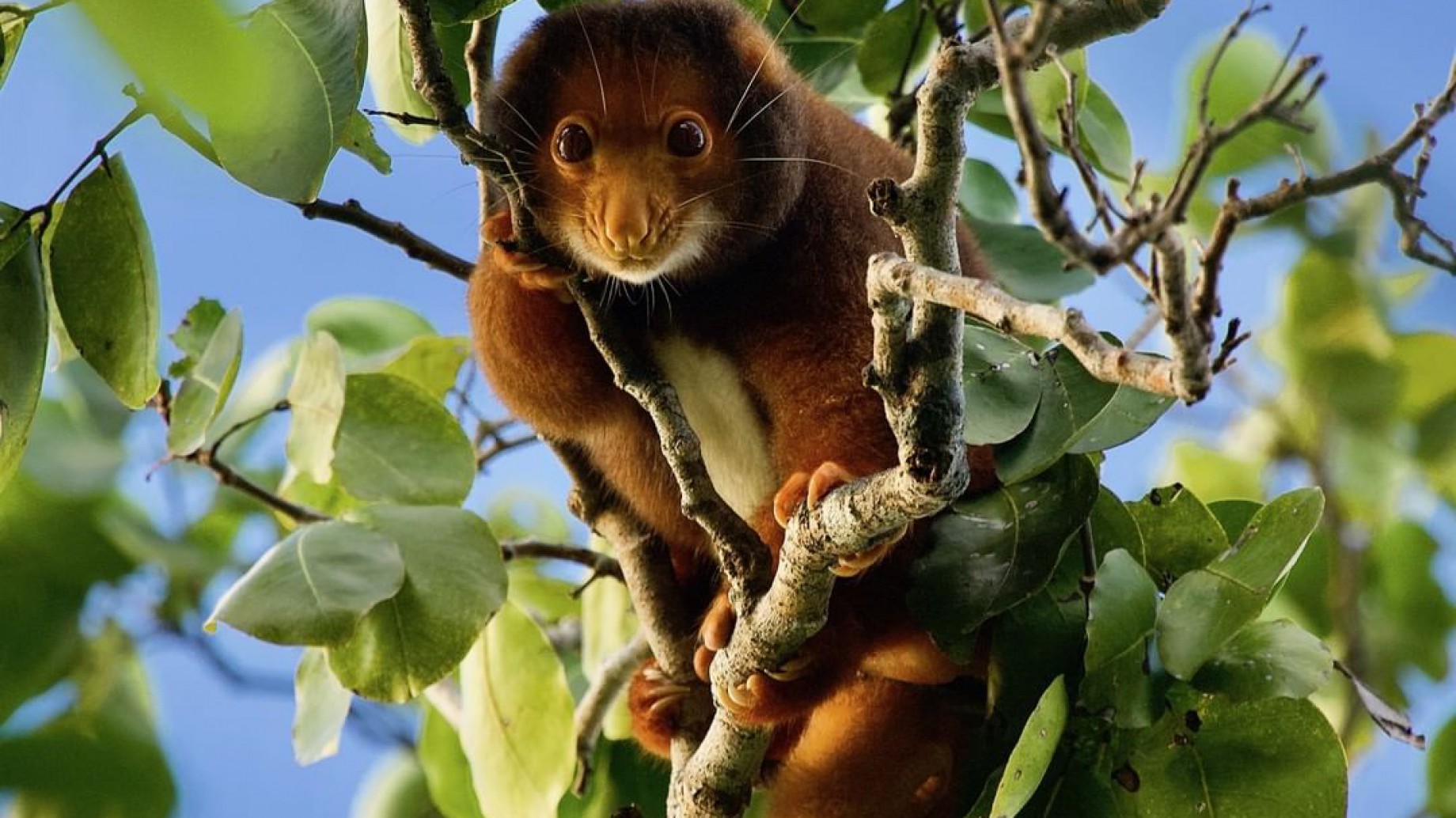 Qué es la "integridad ecológica" que se perdió en el 60% de los bosques del mundo